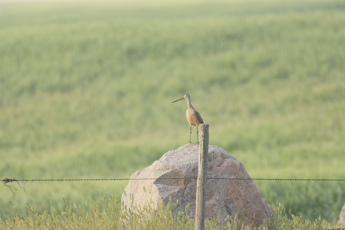 Marbled Godwit - ML593154221