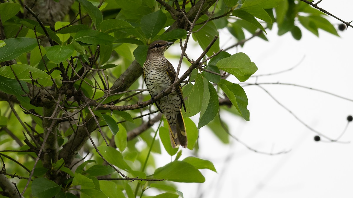 Red-shouldered Cuckooshrike - ML593154921