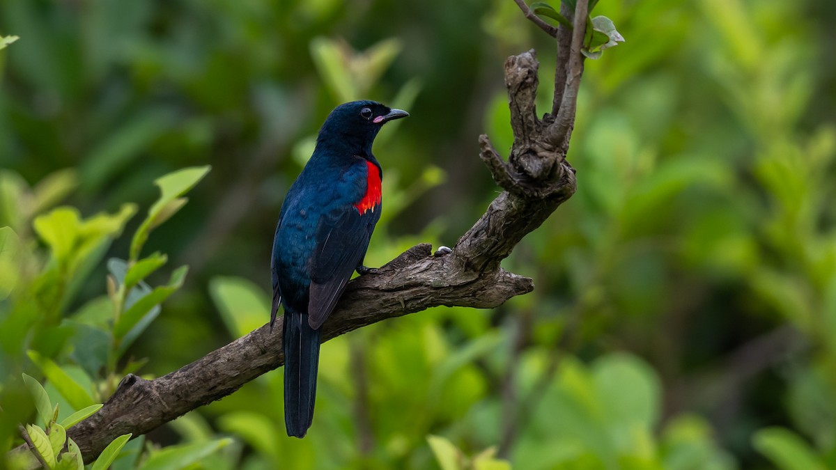 Red-shouldered Cuckooshrike - ML593155091