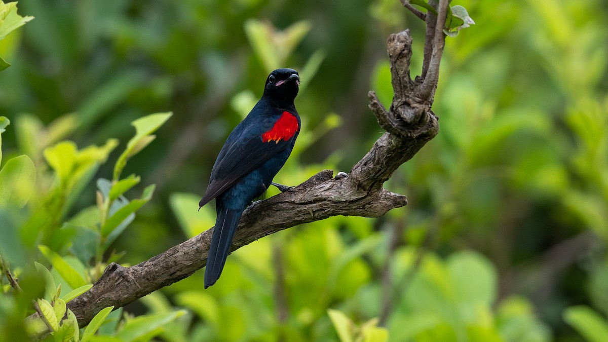 Red-shouldered Cuckooshrike - Mathurin Malby