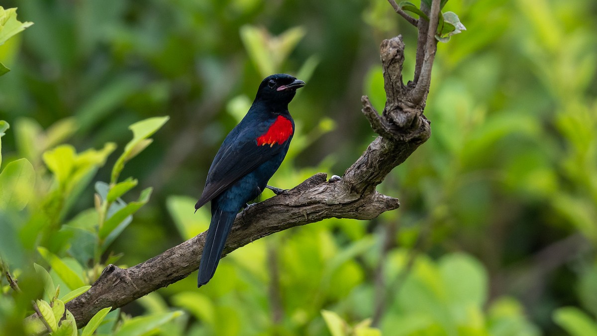 Red-shouldered Cuckooshrike - ML593155121