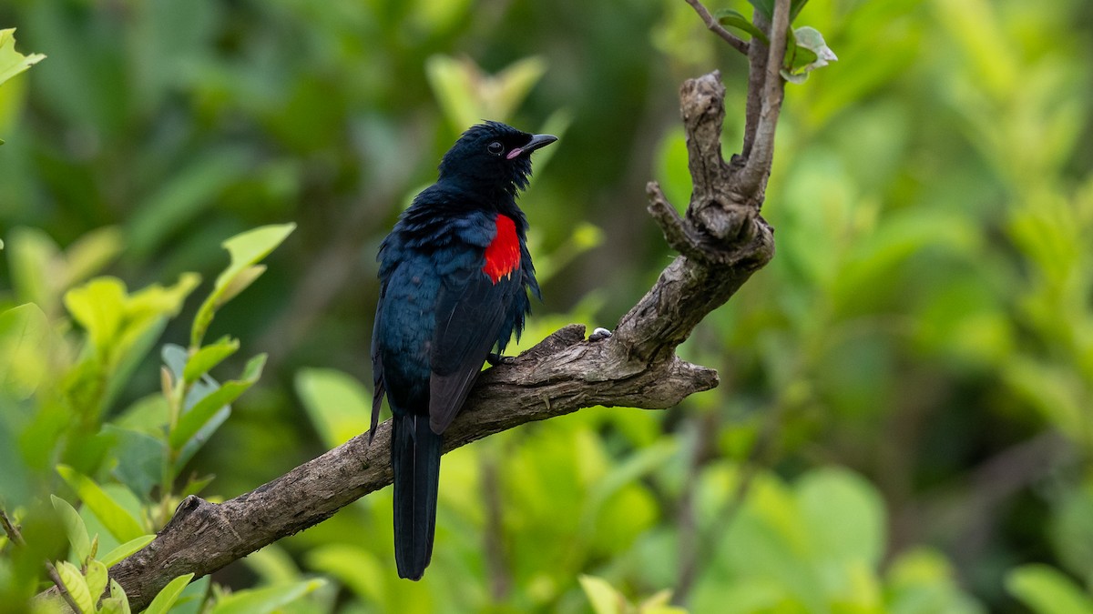 Red-shouldered Cuckooshrike - ML593155131