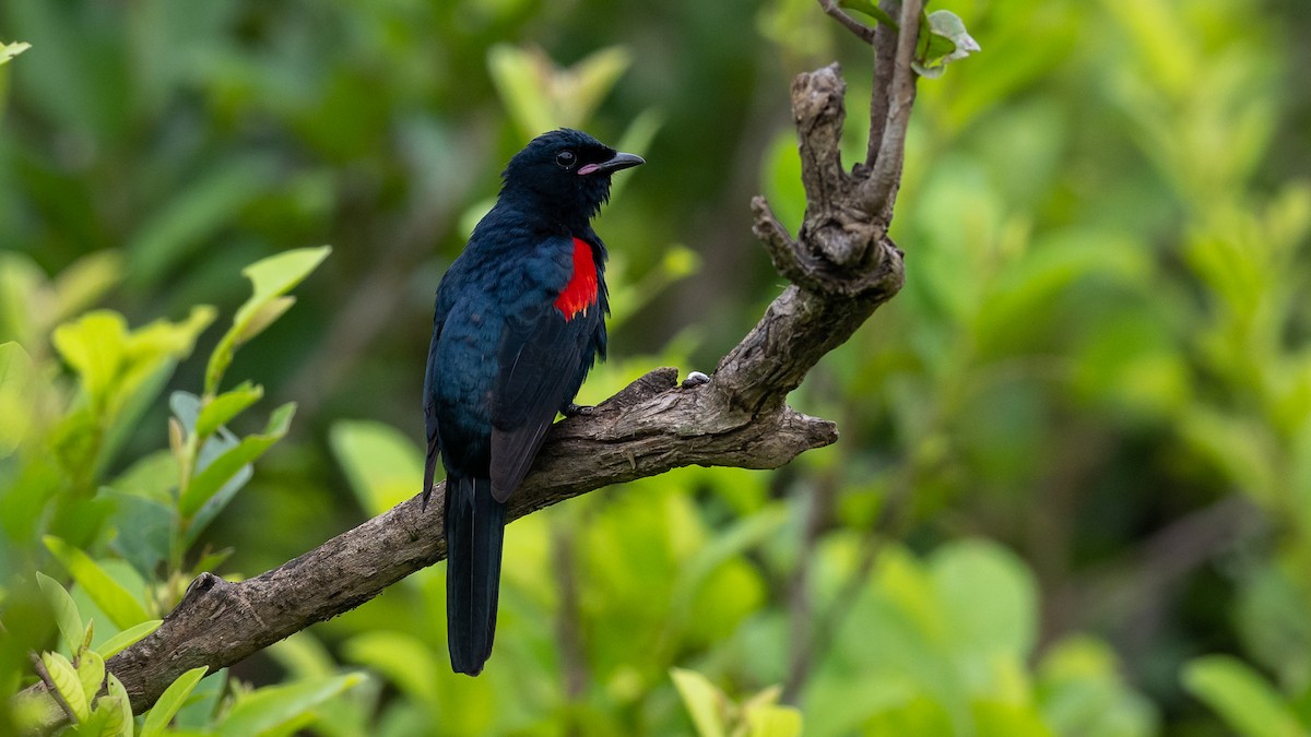 Red-shouldered Cuckooshrike - Mathurin Malby