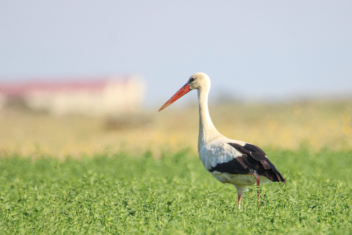 White Stork - ML593155921