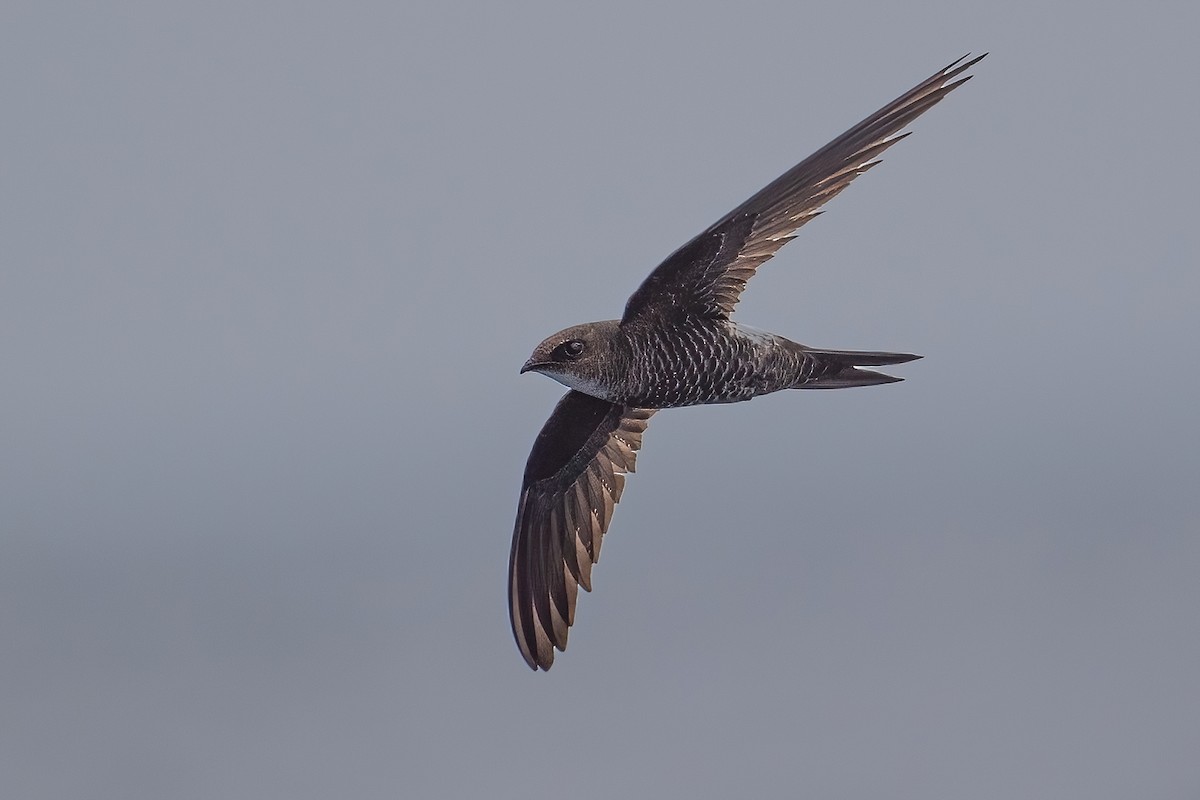 Pacific Swift - ML593156061