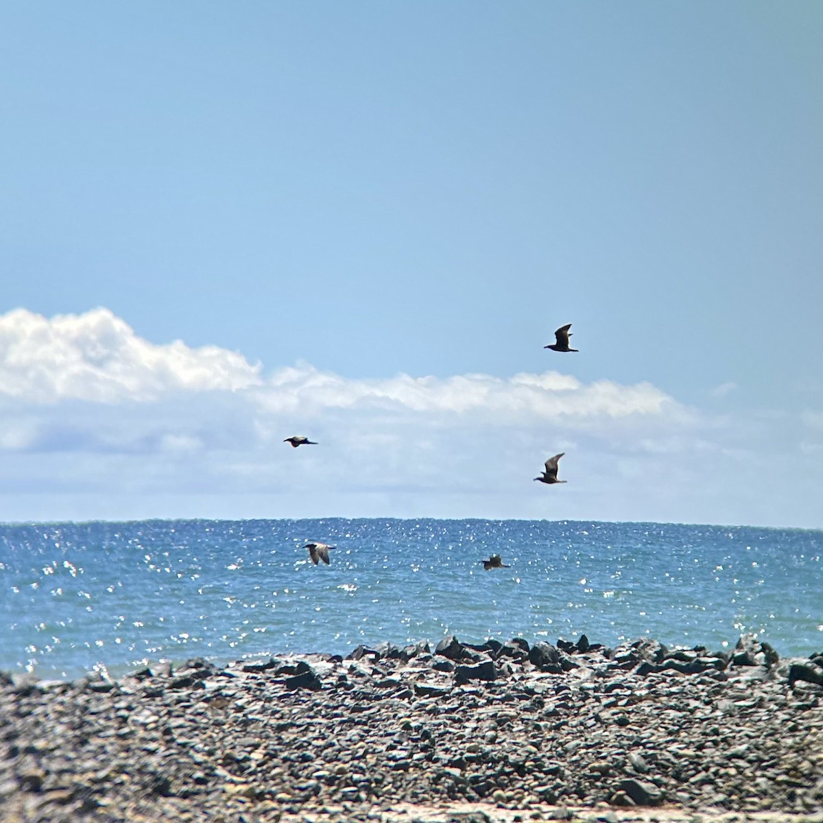 Pacific Gull - ML593156141