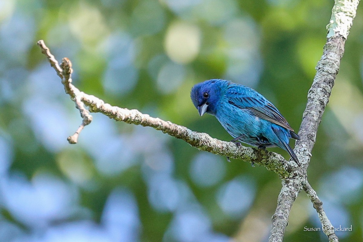 Indigo Bunting - Susan Packard