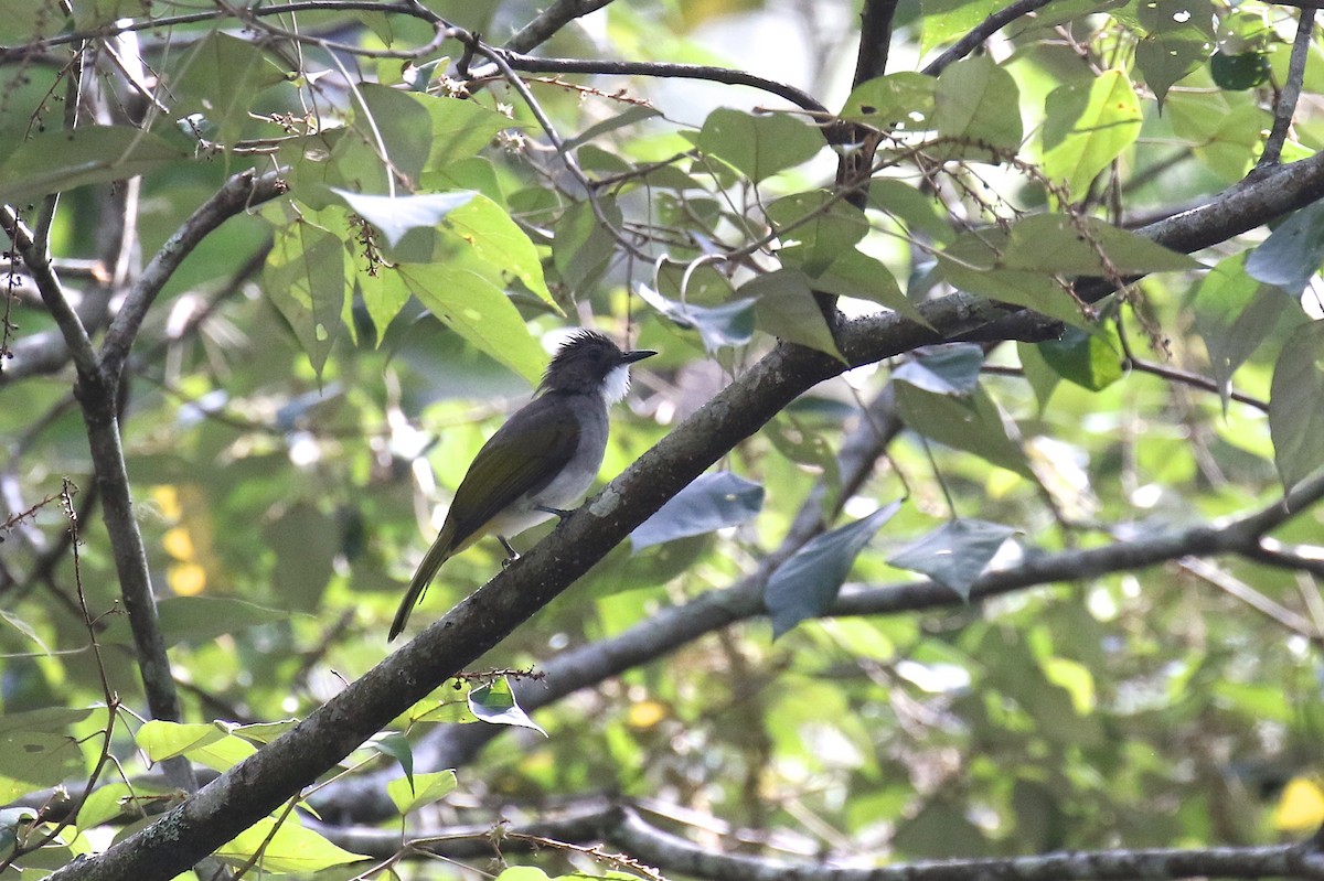 Cinereous Bulbul (Green-winged) - ML593159641