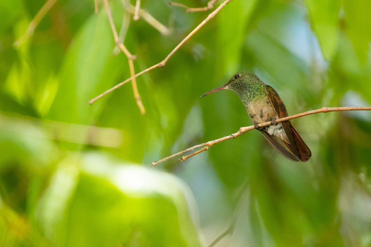 Berylline Hummingbird - Mitch Walters