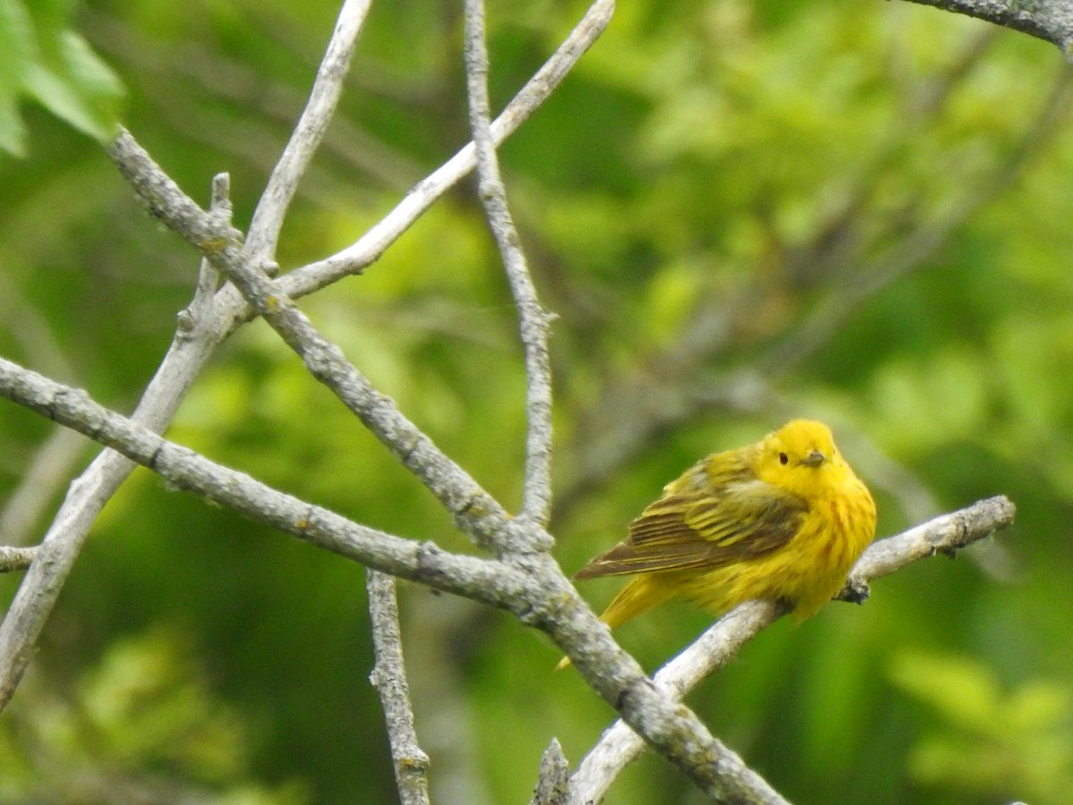 Yellow Warbler - Sheryl Galvez