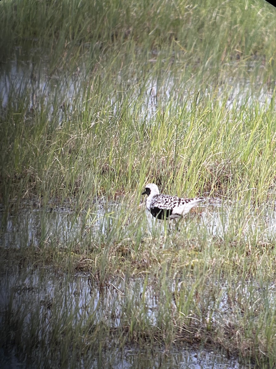 Black-bellied Plover - ML593162931