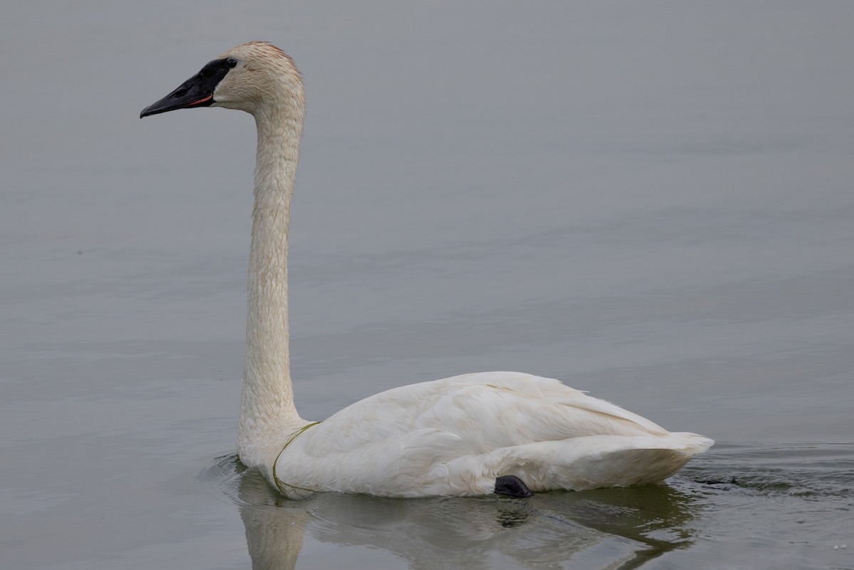 Trumpeter Swan - ML593163121