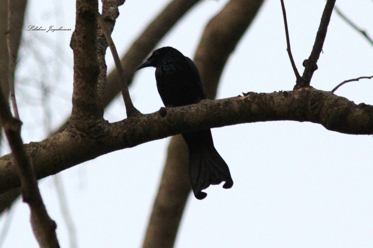 Hair-crested Drongo - ML59316411