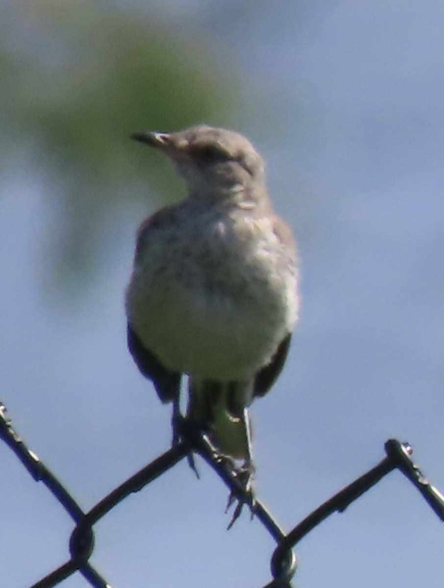 Northern Mockingbird - ML593164811