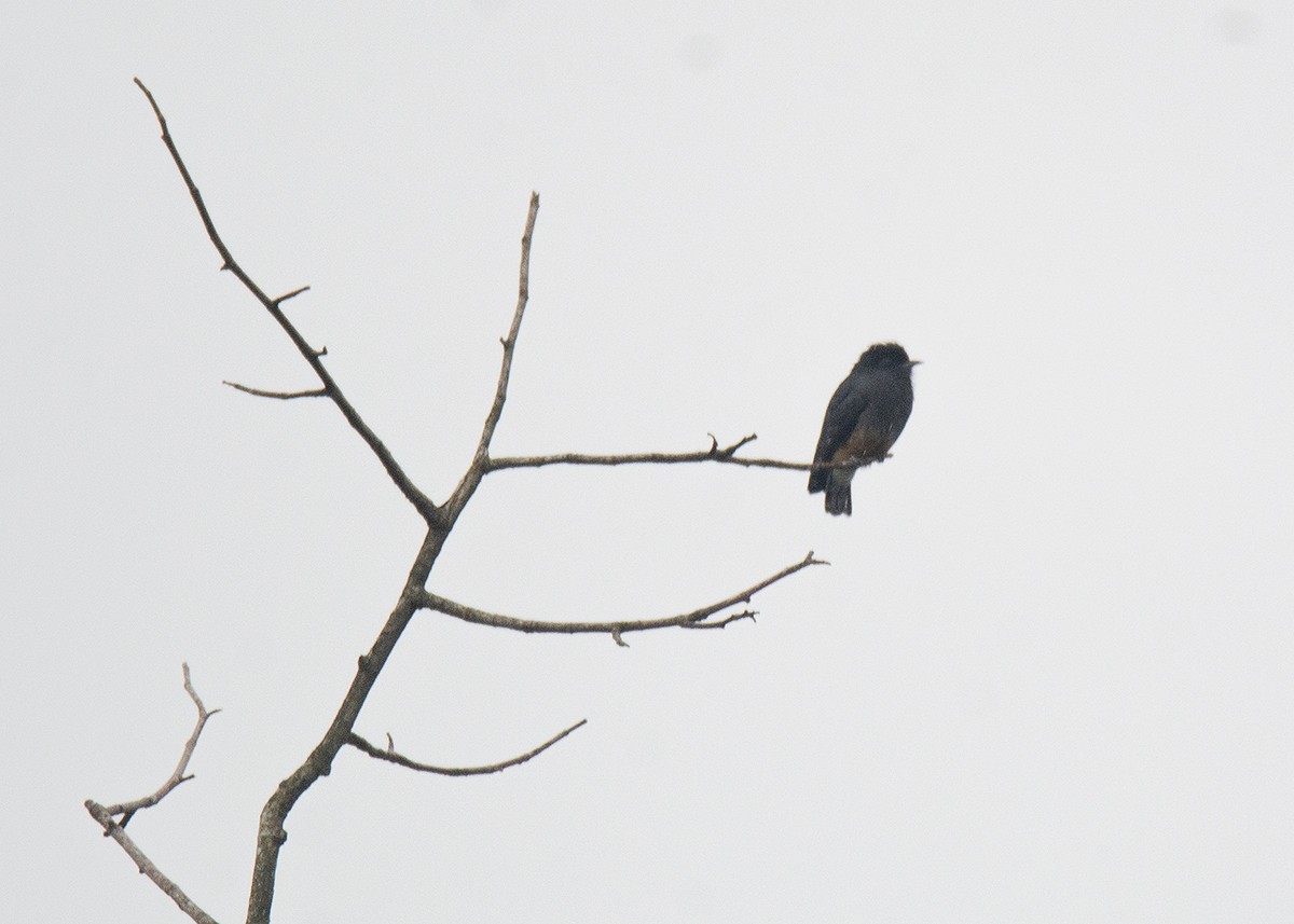 Swallow-winged Puffbird - ML593164951