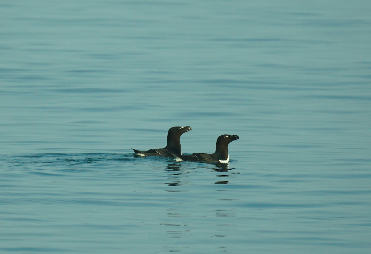 Razorbill - ML593165731