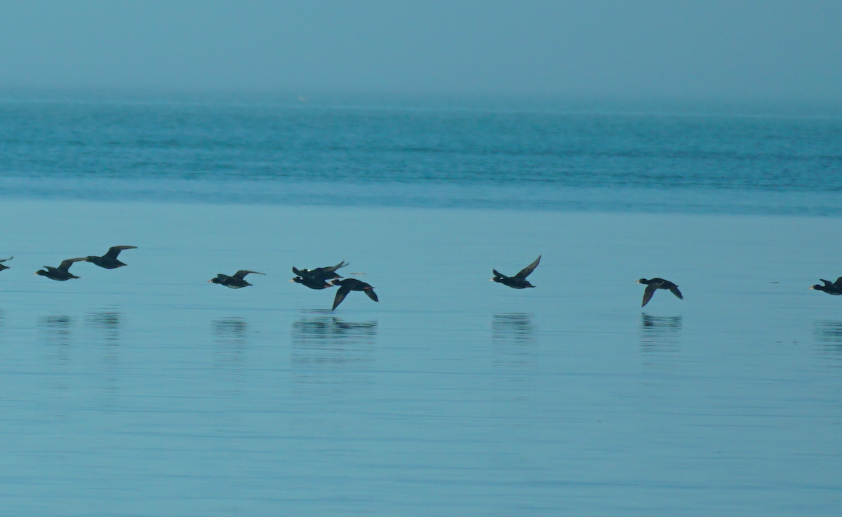 Surf Scoter - ML593165771