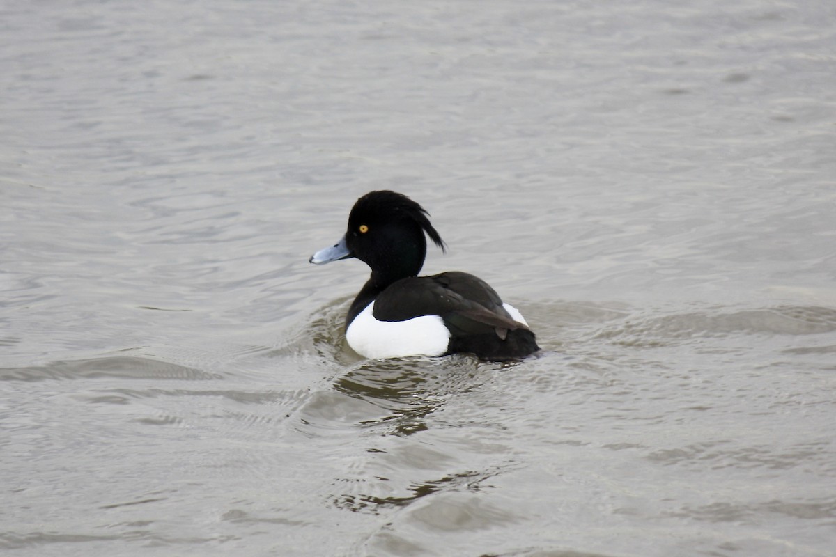 Tufted Duck - Simon Pearce