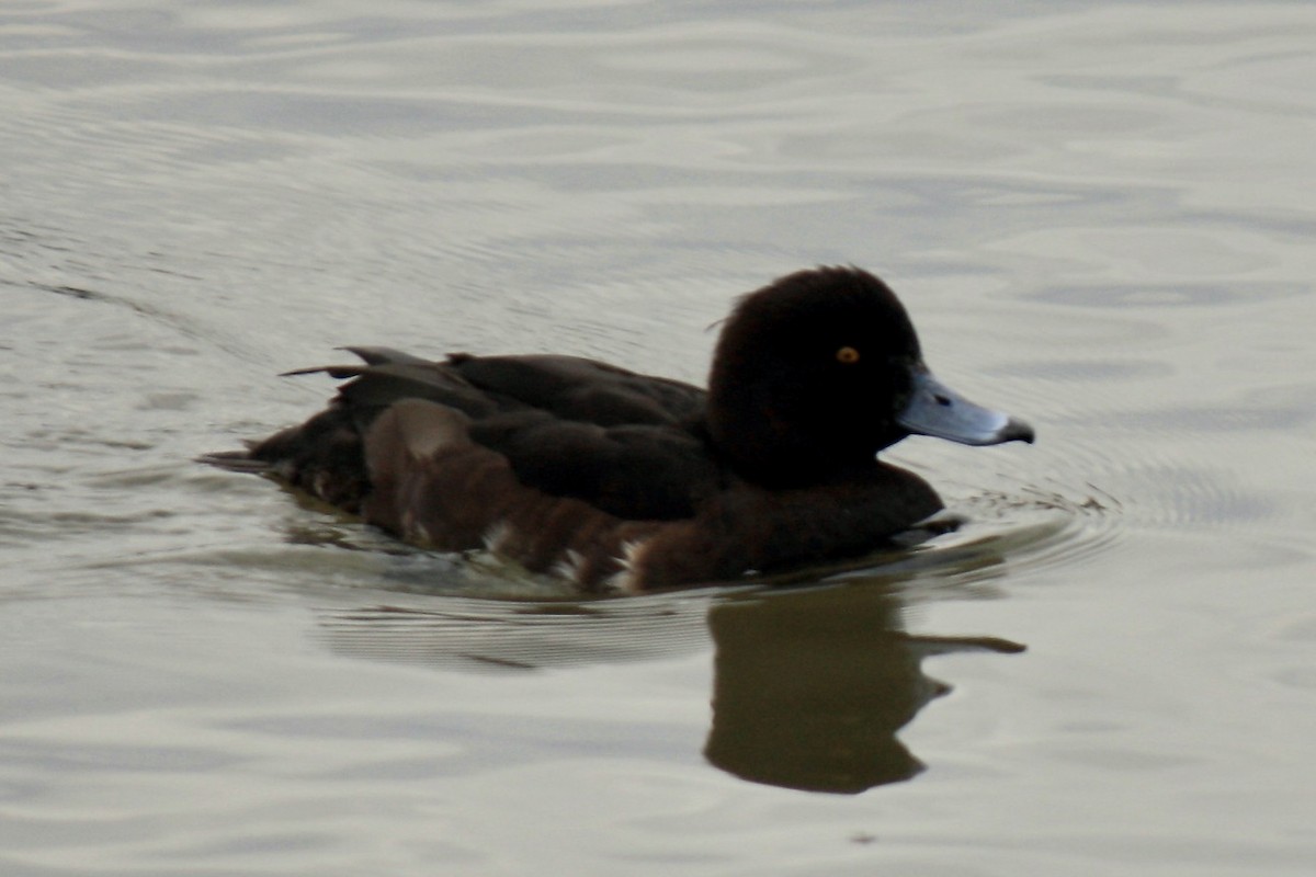 Tufted Duck - Simon Pearce