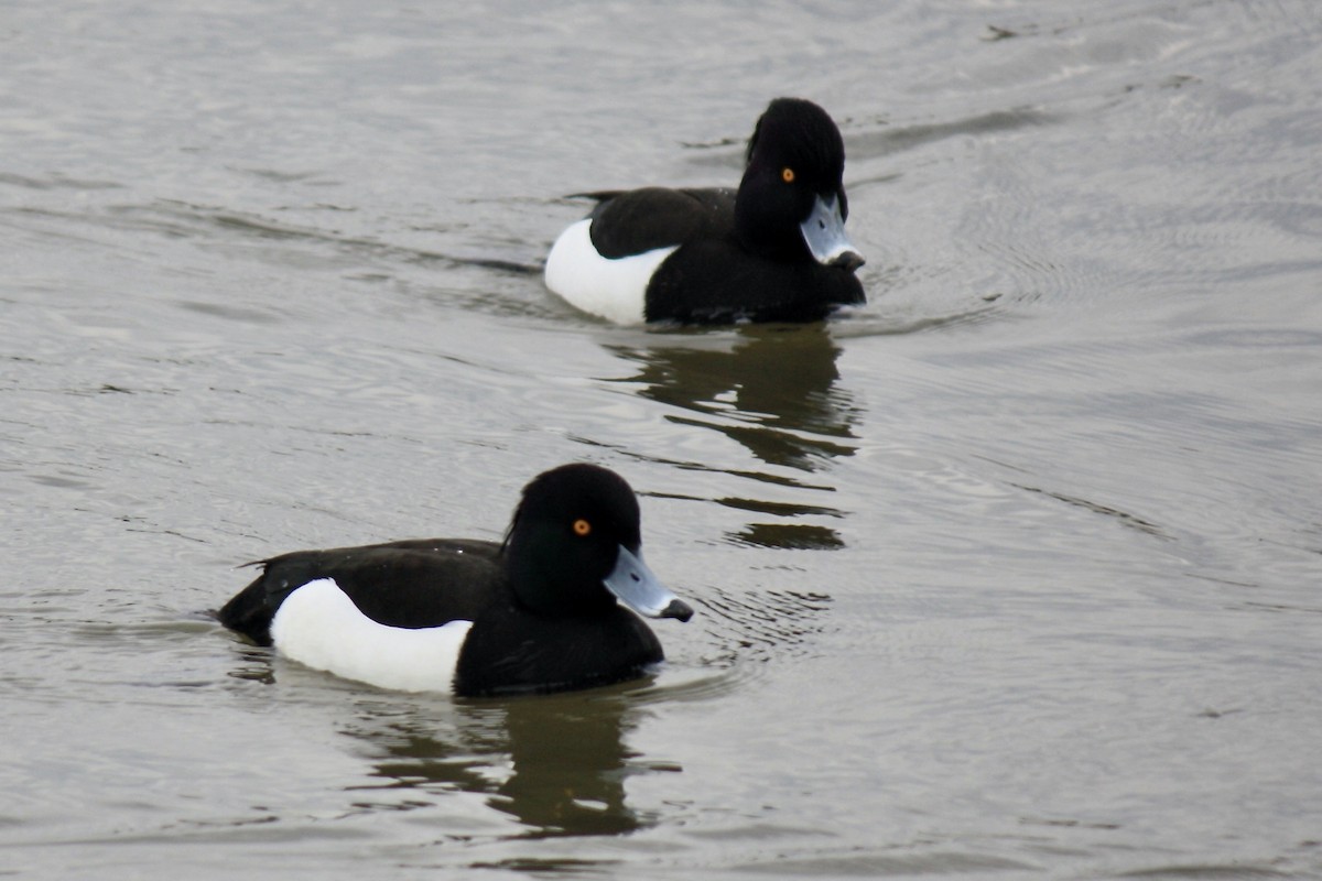 Tufted Duck - Simon Pearce