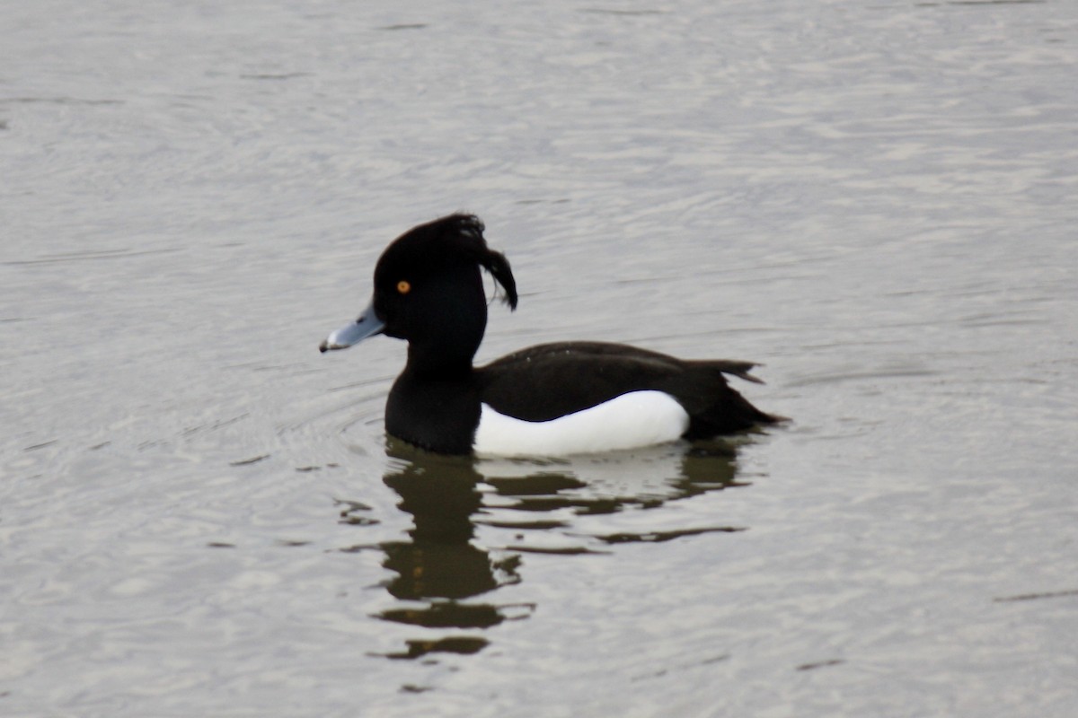 Tufted Duck - Simon Pearce