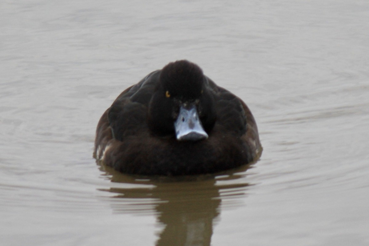 Tufted Duck - Simon Pearce