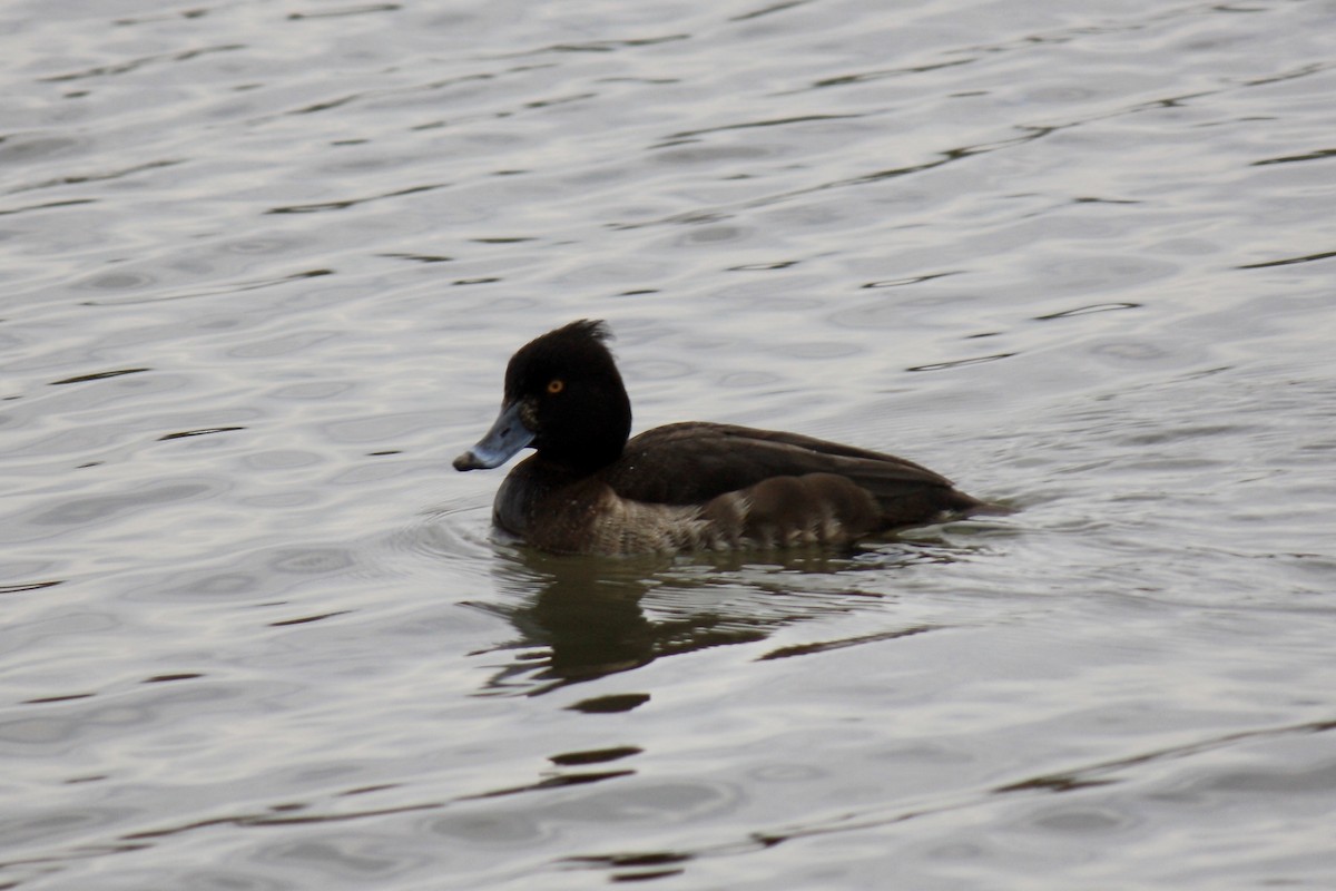 Tufted Duck - Simon Pearce