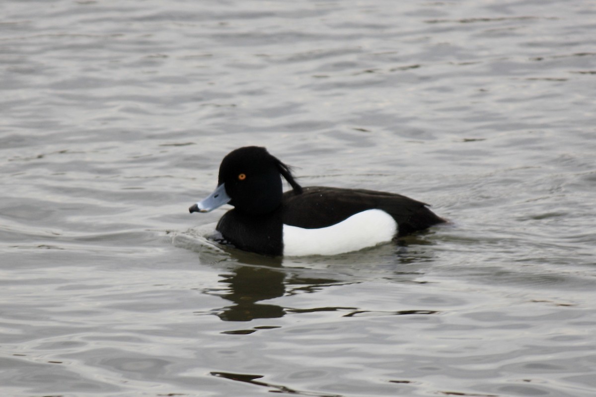 Tufted Duck - Simon Pearce