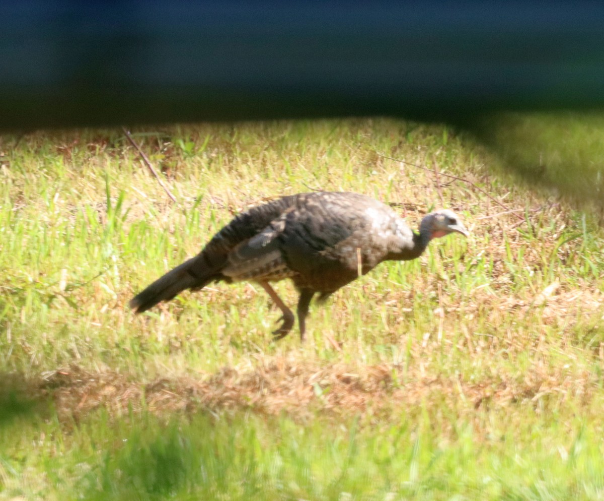 Wild Turkey - ML593167091