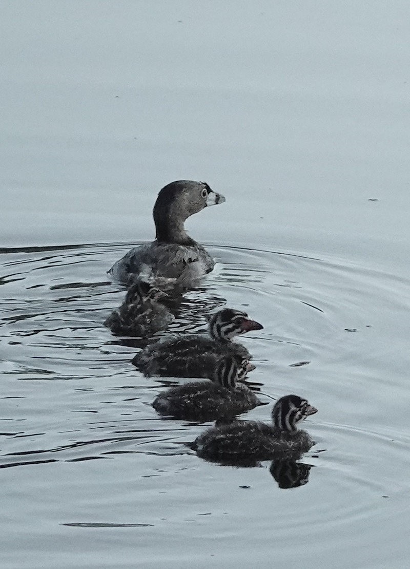 Pied-billed Grebe - Henry Detwiler