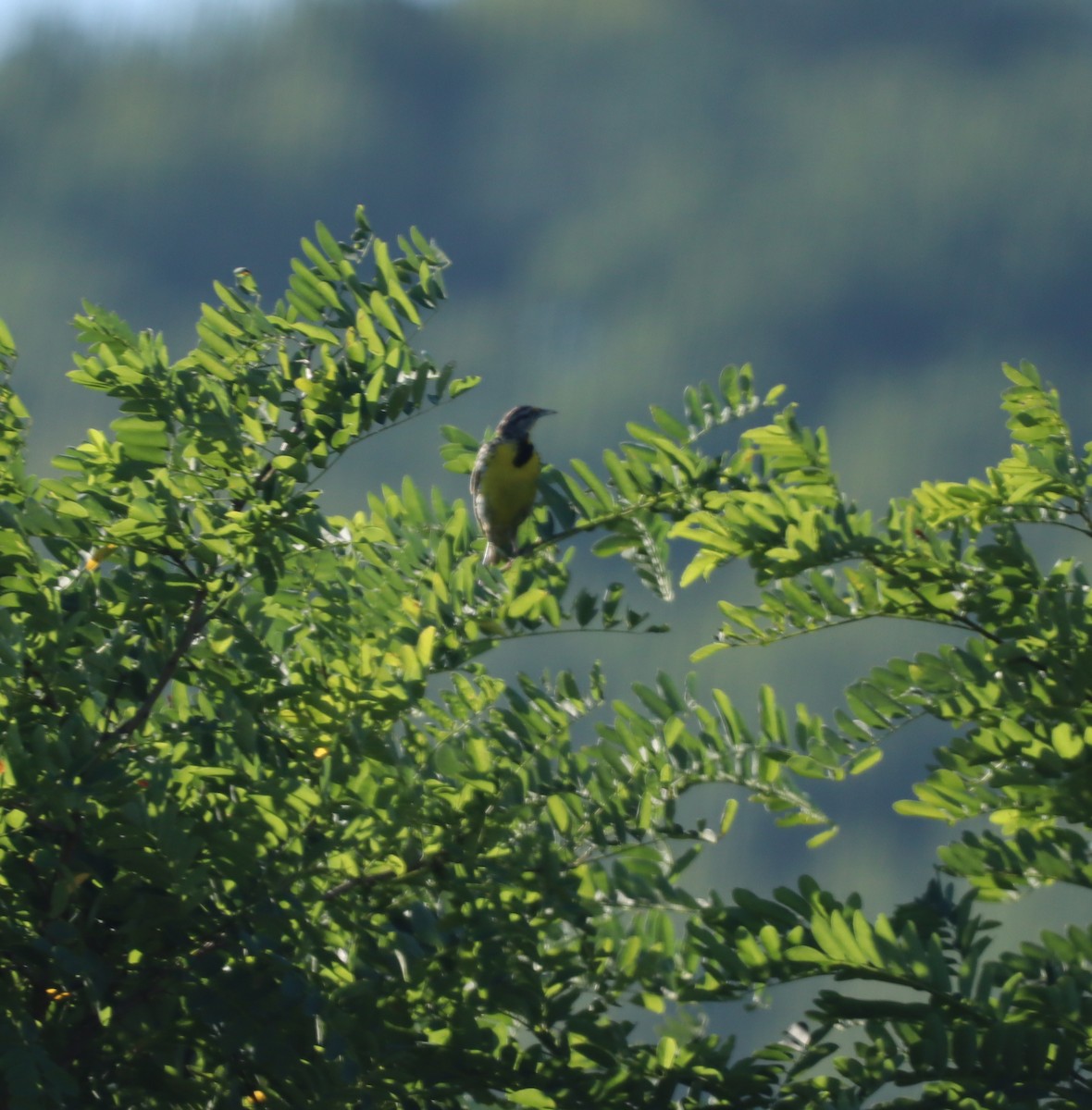 Eastern Meadowlark - ML593167261