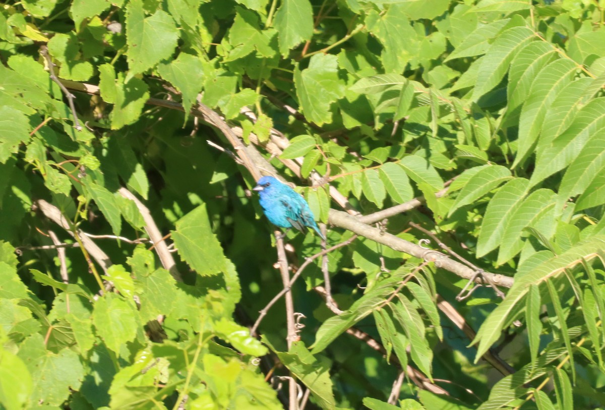 Indigo Bunting - ML593167371