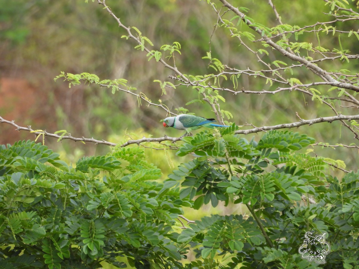 Malabar Parakeet - Naveen Kumar S