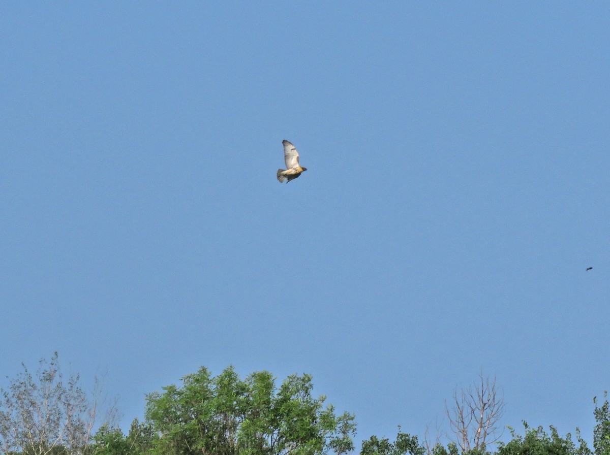Red-tailed Hawk - ML593169551