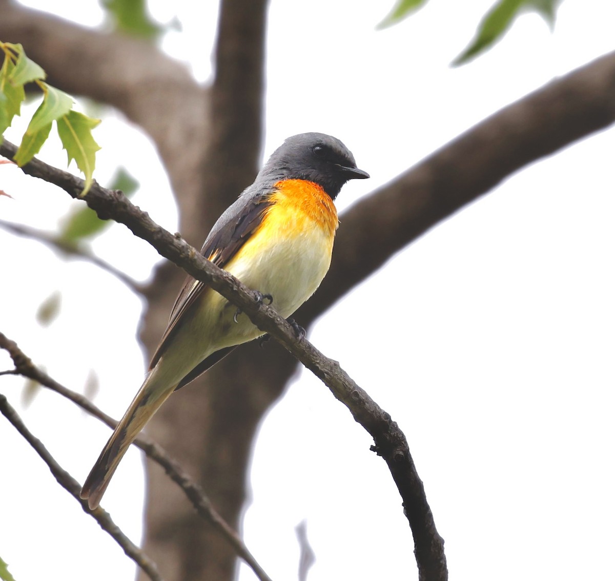 Small Minivet - ML593169731