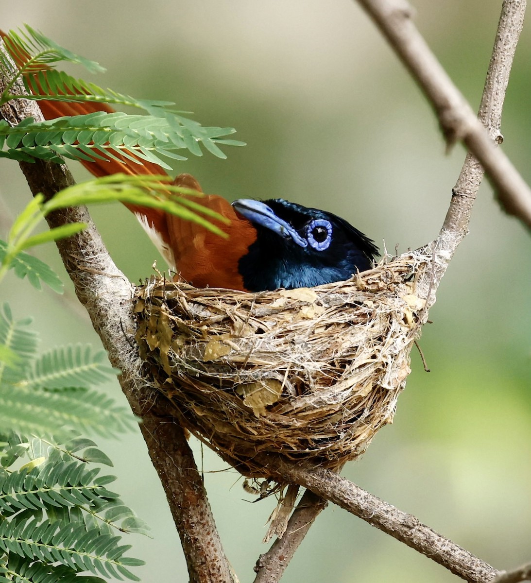 Indian Paradise-Flycatcher - ML593169801