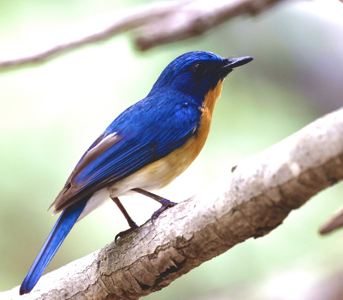 Tickell's Blue Flycatcher - ML593169981