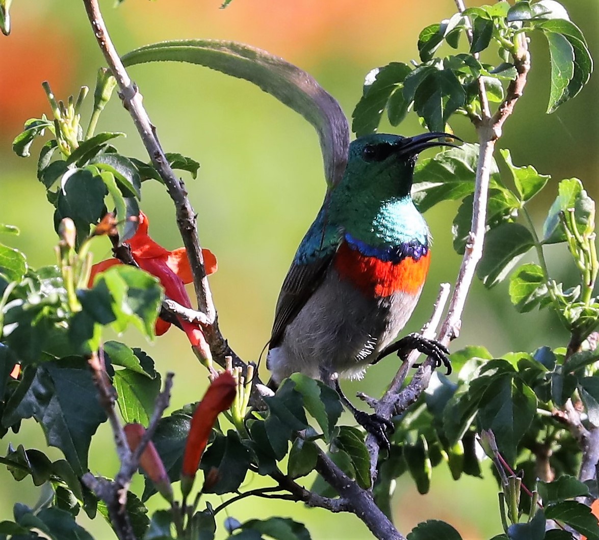 Southern Double-collared Sunbird - ML593170361