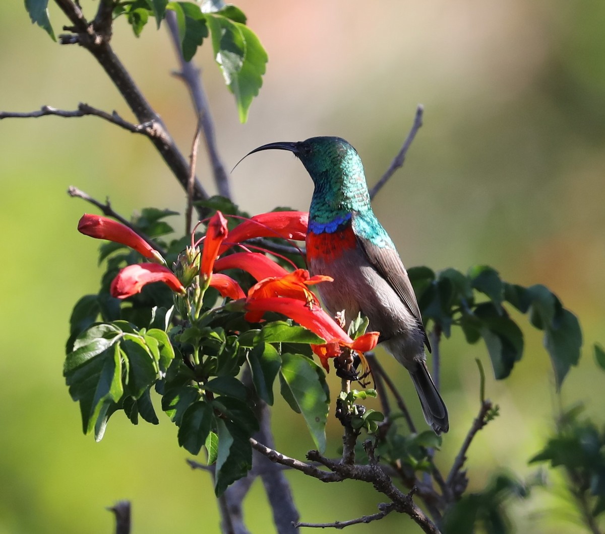 Southern Double-collared Sunbird - ML593170371