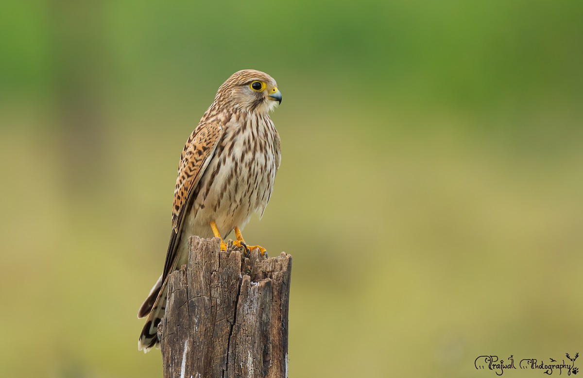 Eurasian Kestrel - ML593170431