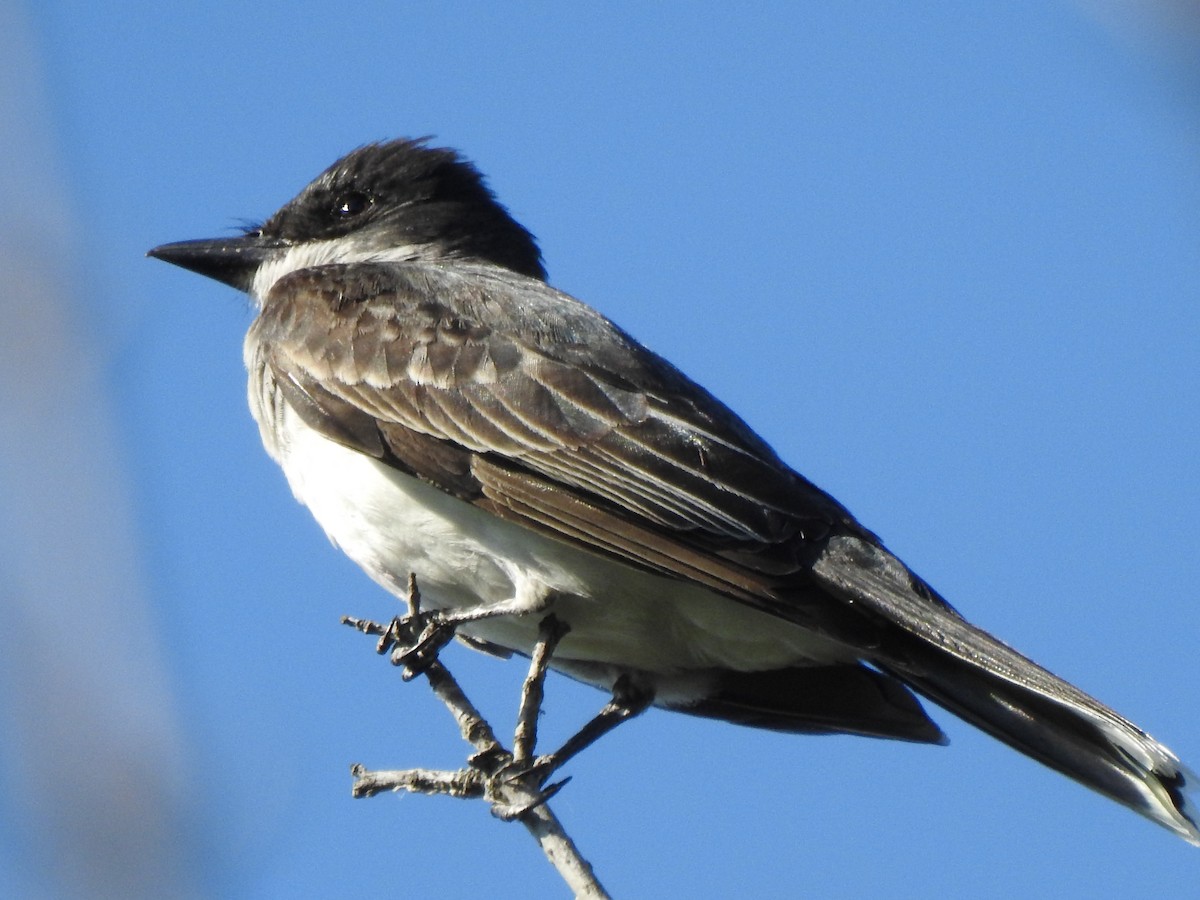 Eastern Kingbird - ML593170481