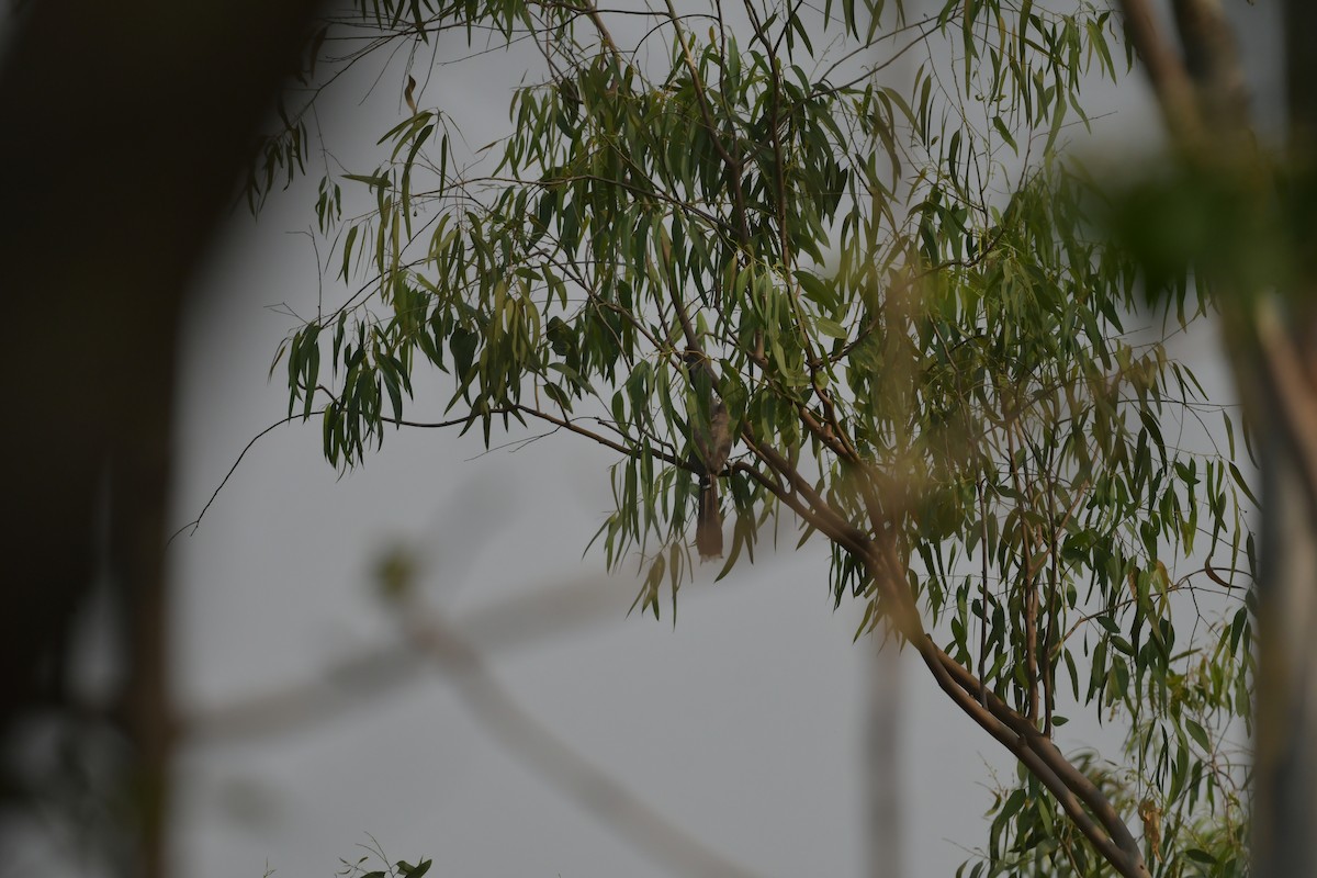 Indian Gray Hornbill - ML593171251