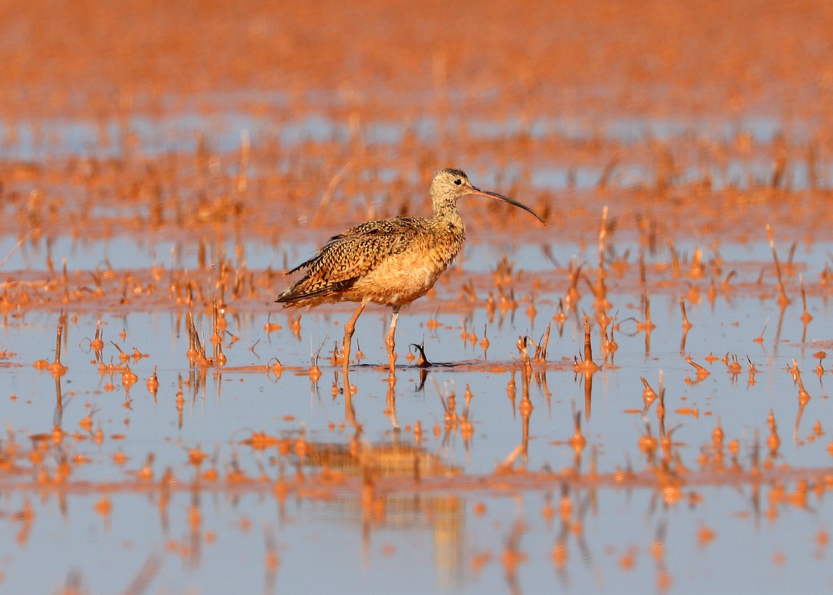 Long-billed Curlew - ML593171661