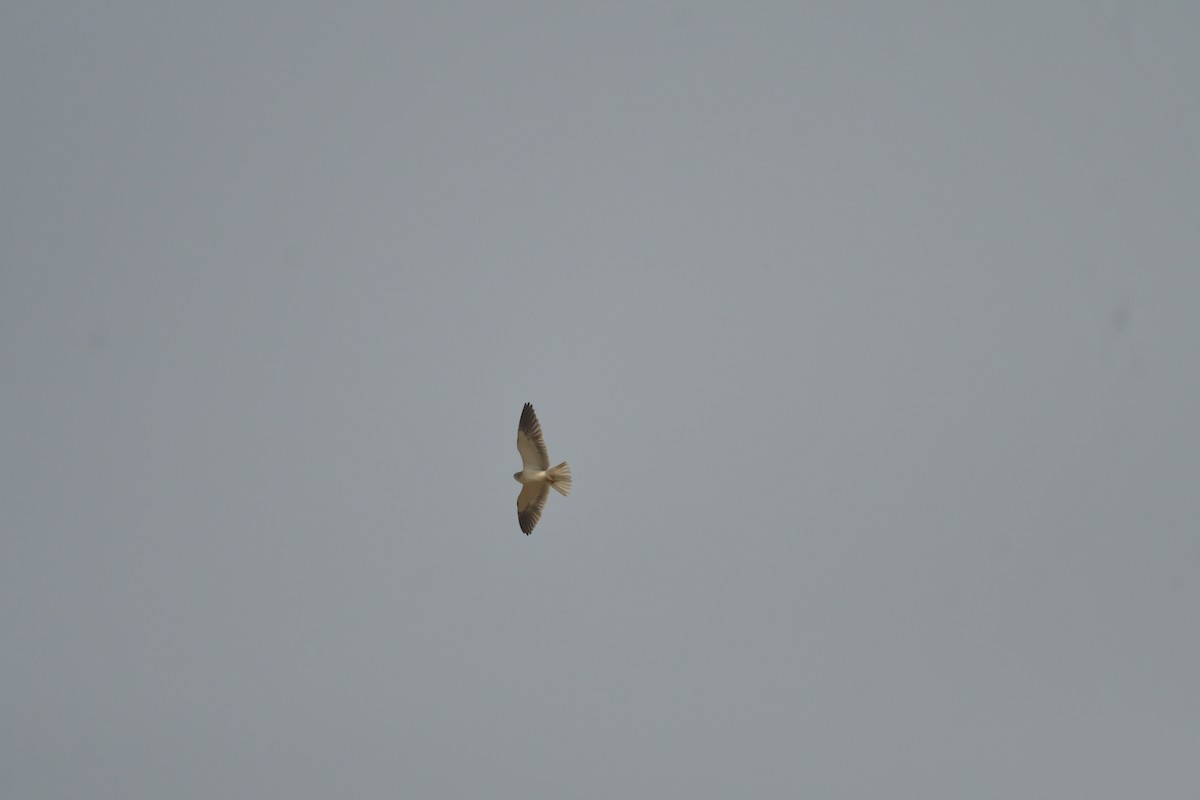 Black-winged Kite - Sourav Halder