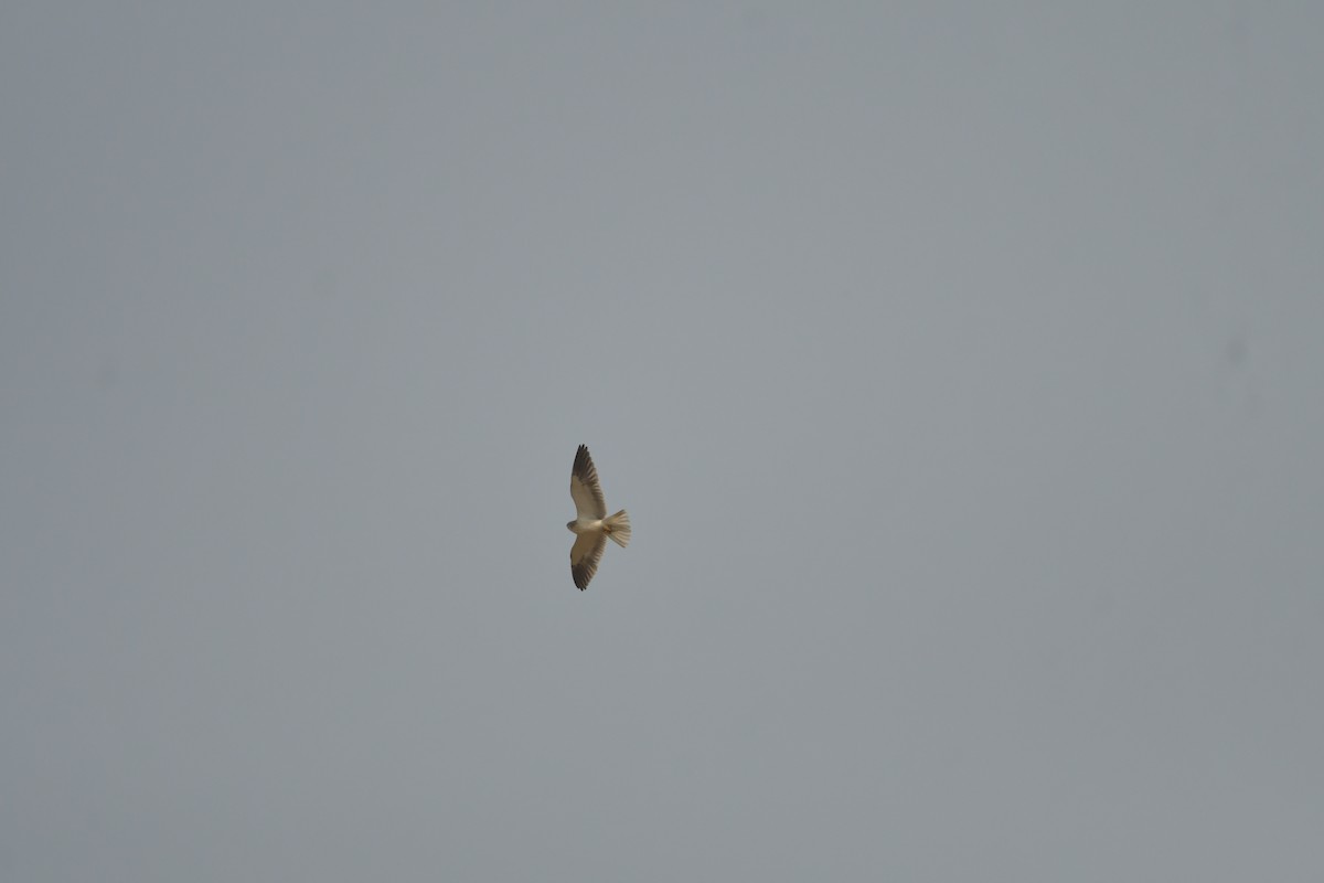 Black-winged Kite - ML593171701