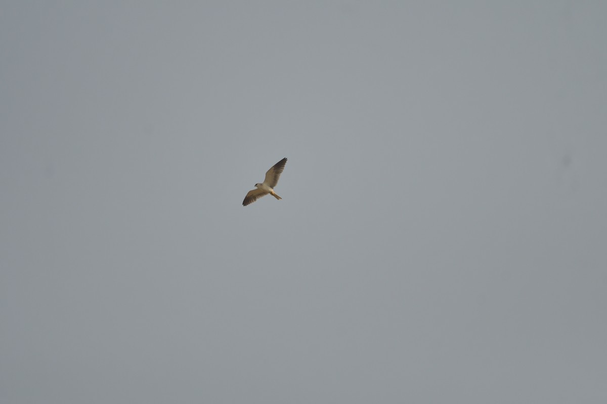 Black-winged Kite - Sourav Halder