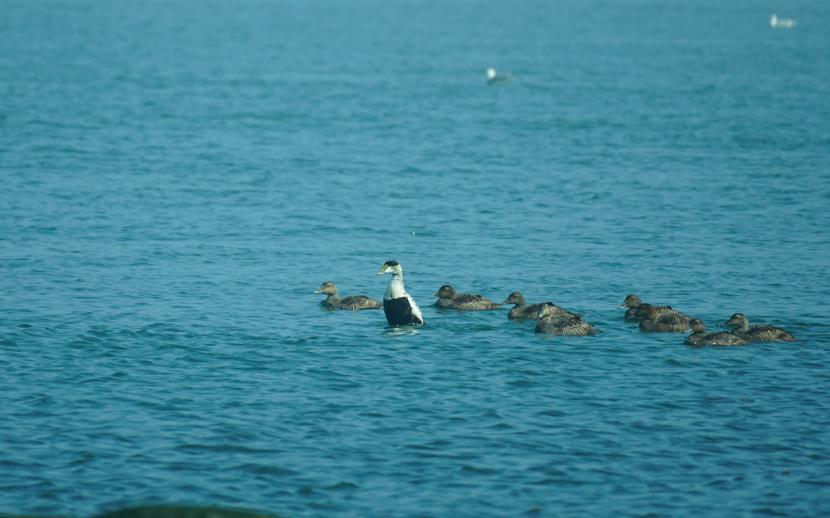 Common Eider - ML593171731