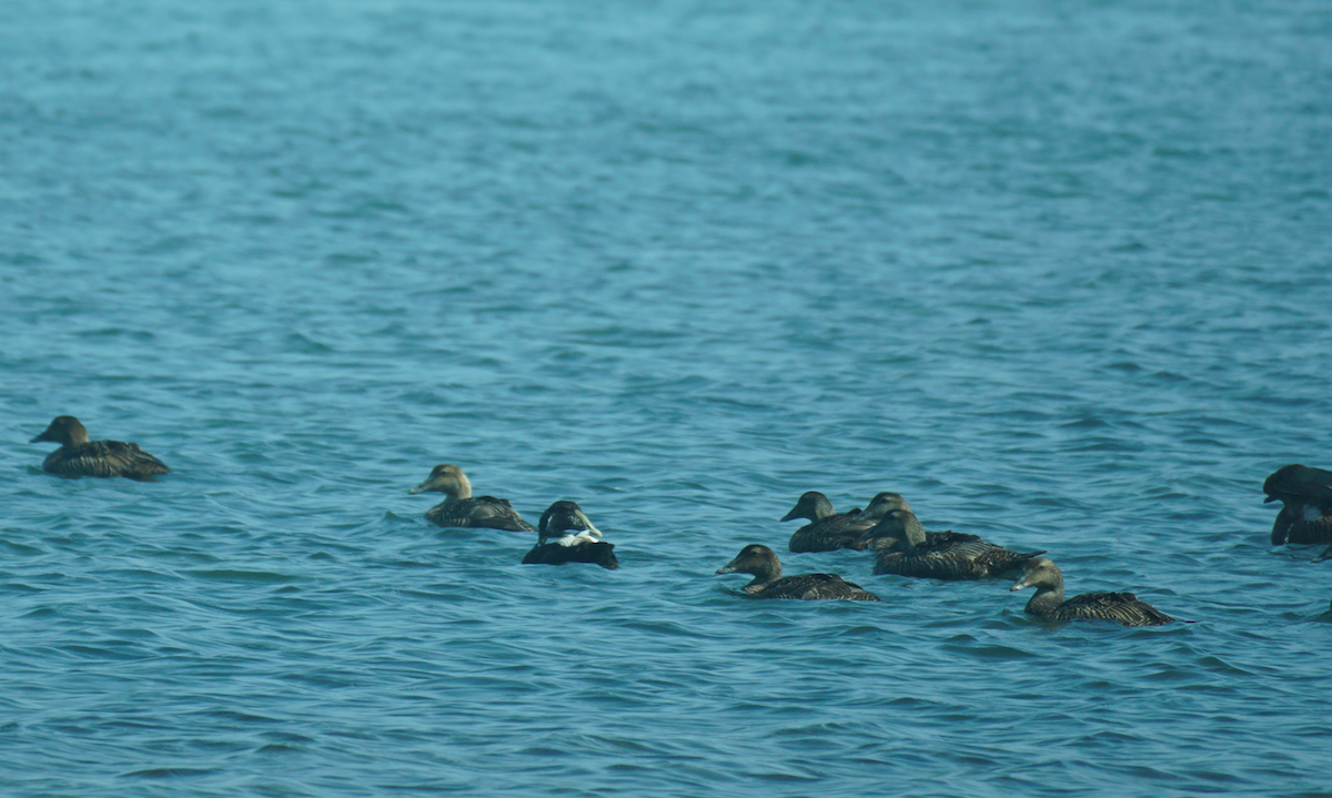 Common Eider - ML593171741