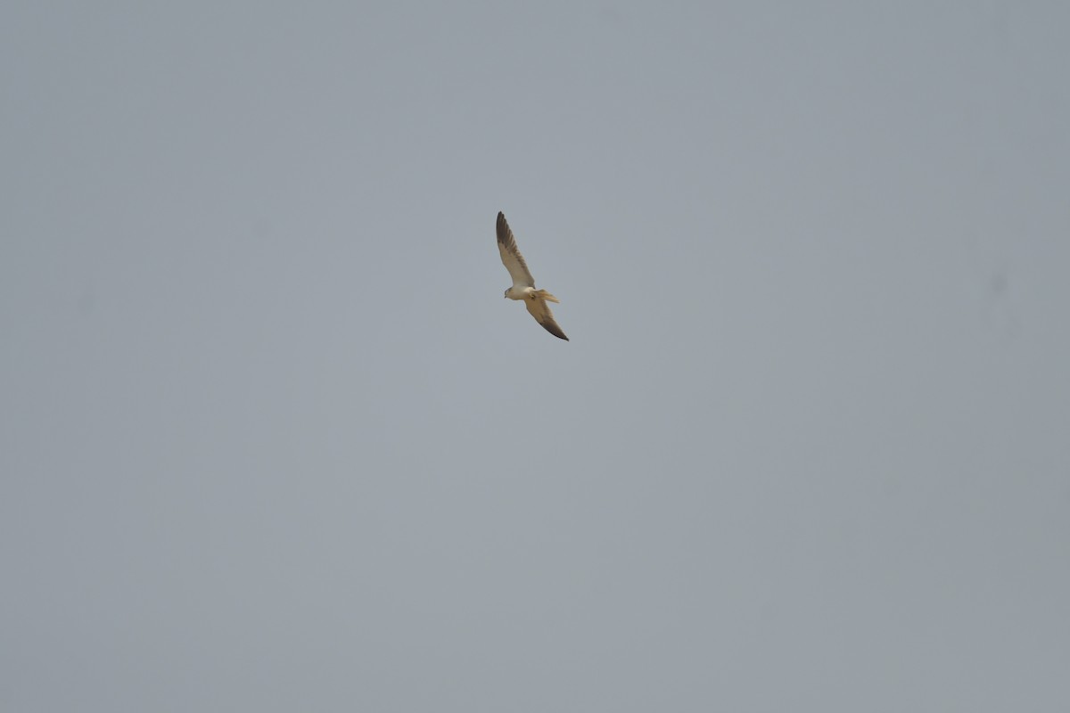 Black-winged Kite - ML593171751