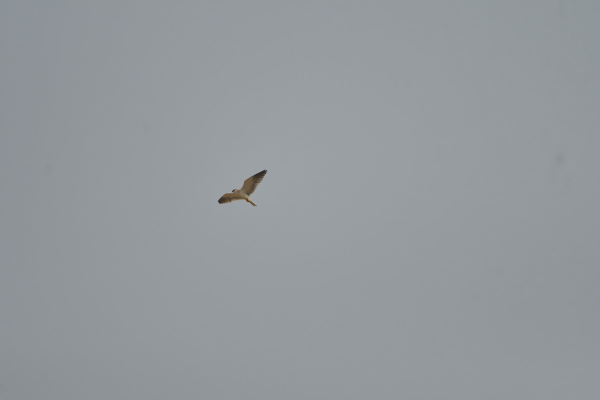 Black-winged Kite - ML593171761